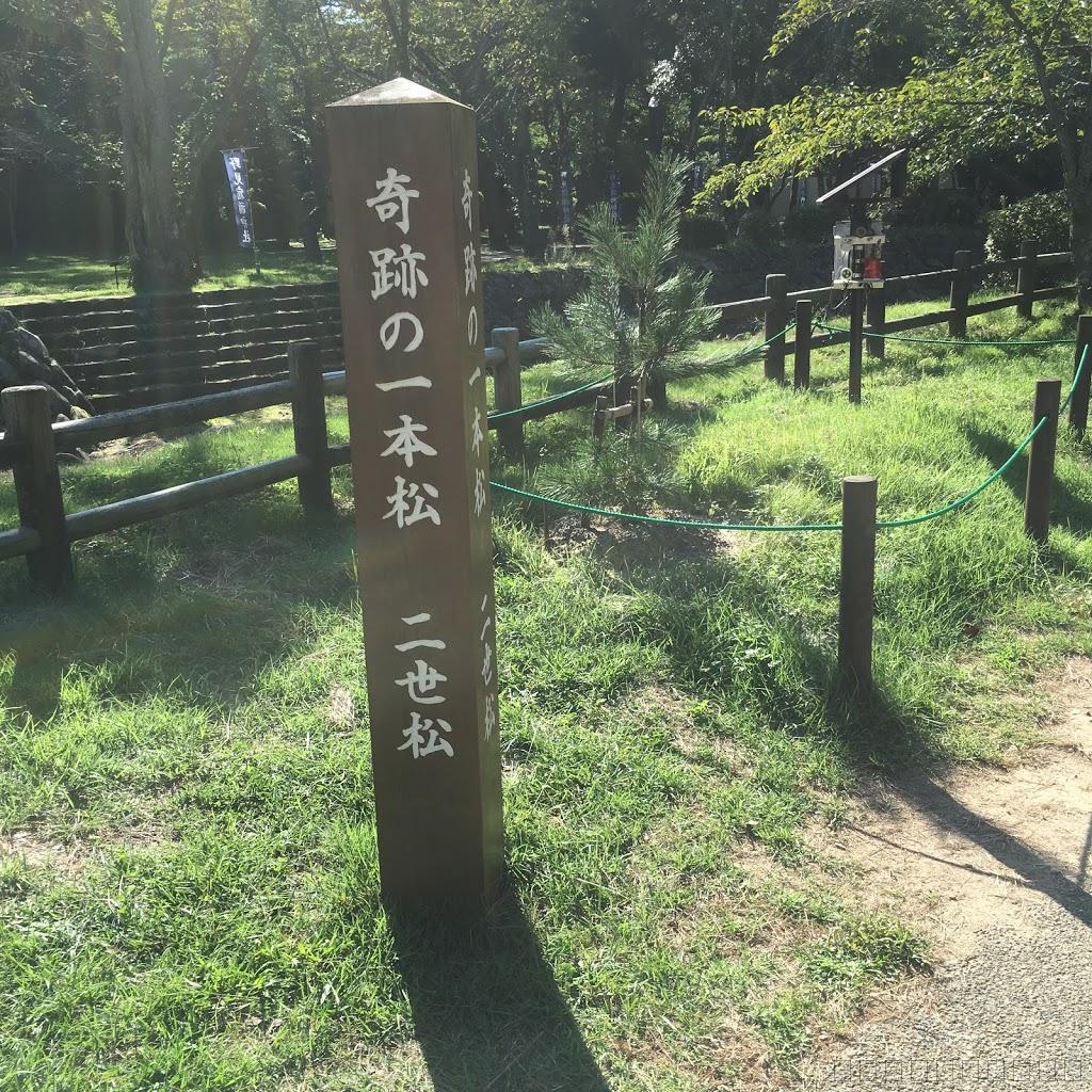 島根県観光のお勧め！出雲大社