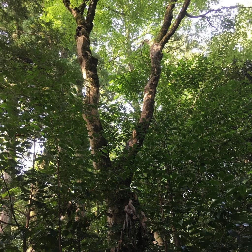 島根県の穴場スポット！須佐神社