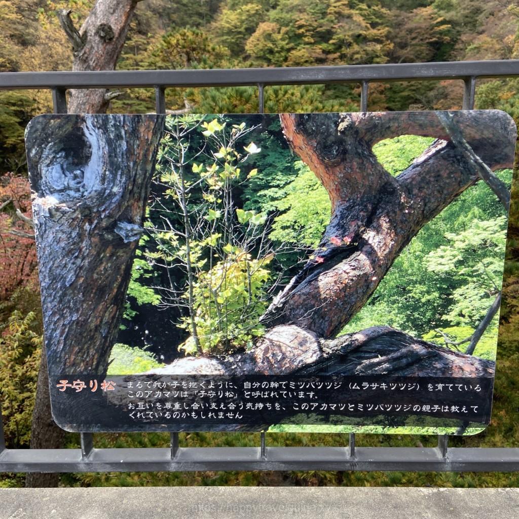 道の駅八ッ場　子守り松