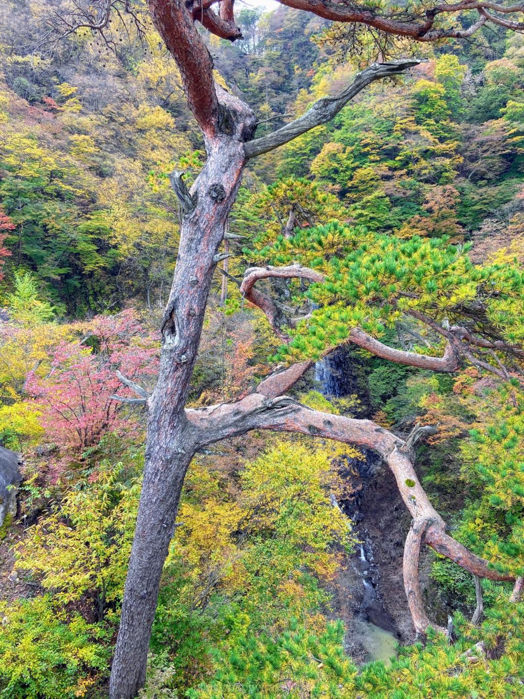 道の駅八ッ場　子守り松