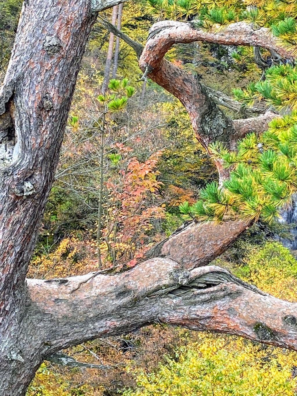 道の駅八ッ場　子守り松