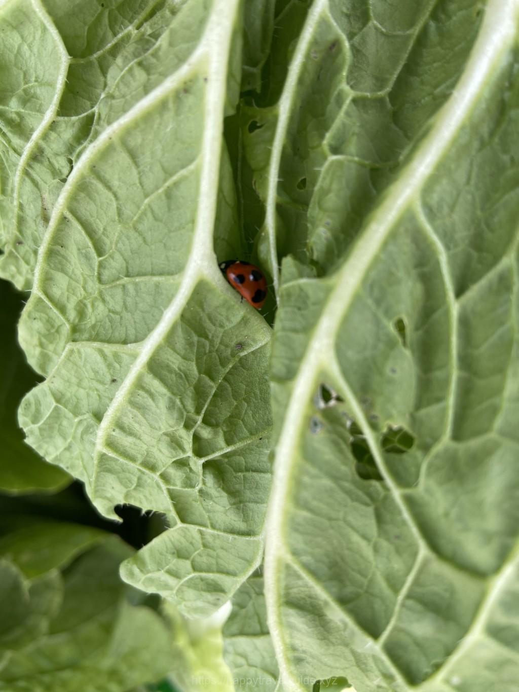 道の駅八ッ場　嬬恋キャベツ