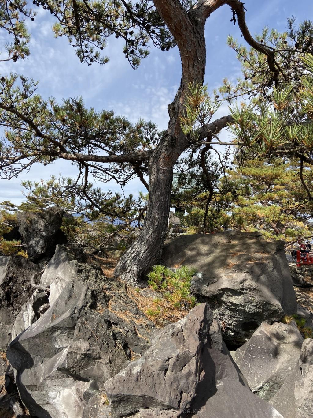 鬼押し出し園 植物
