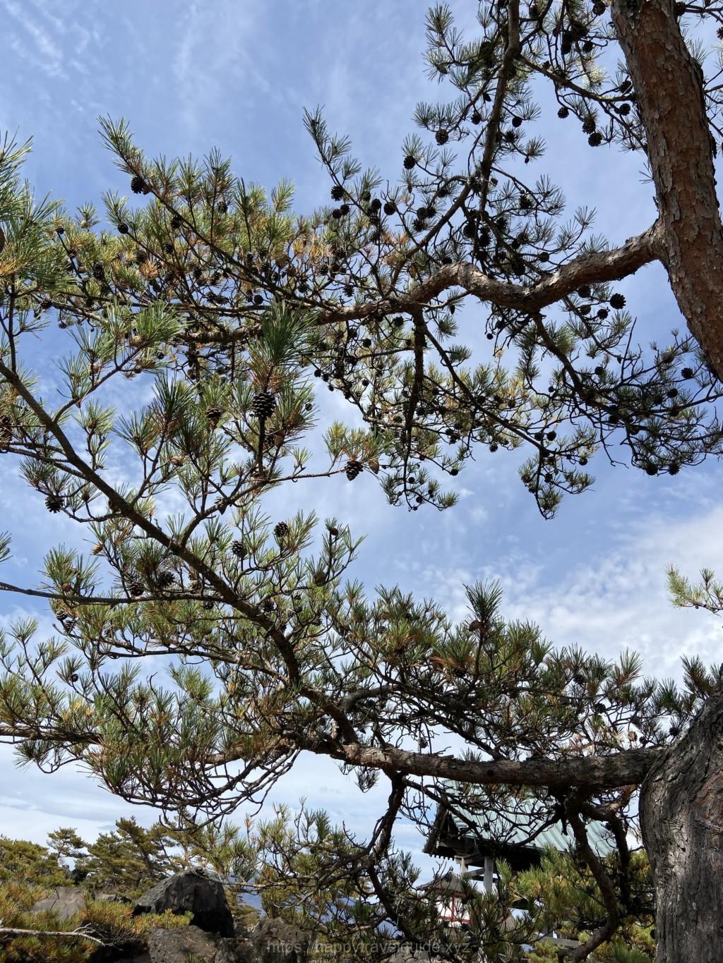 鬼押し出し園 植物