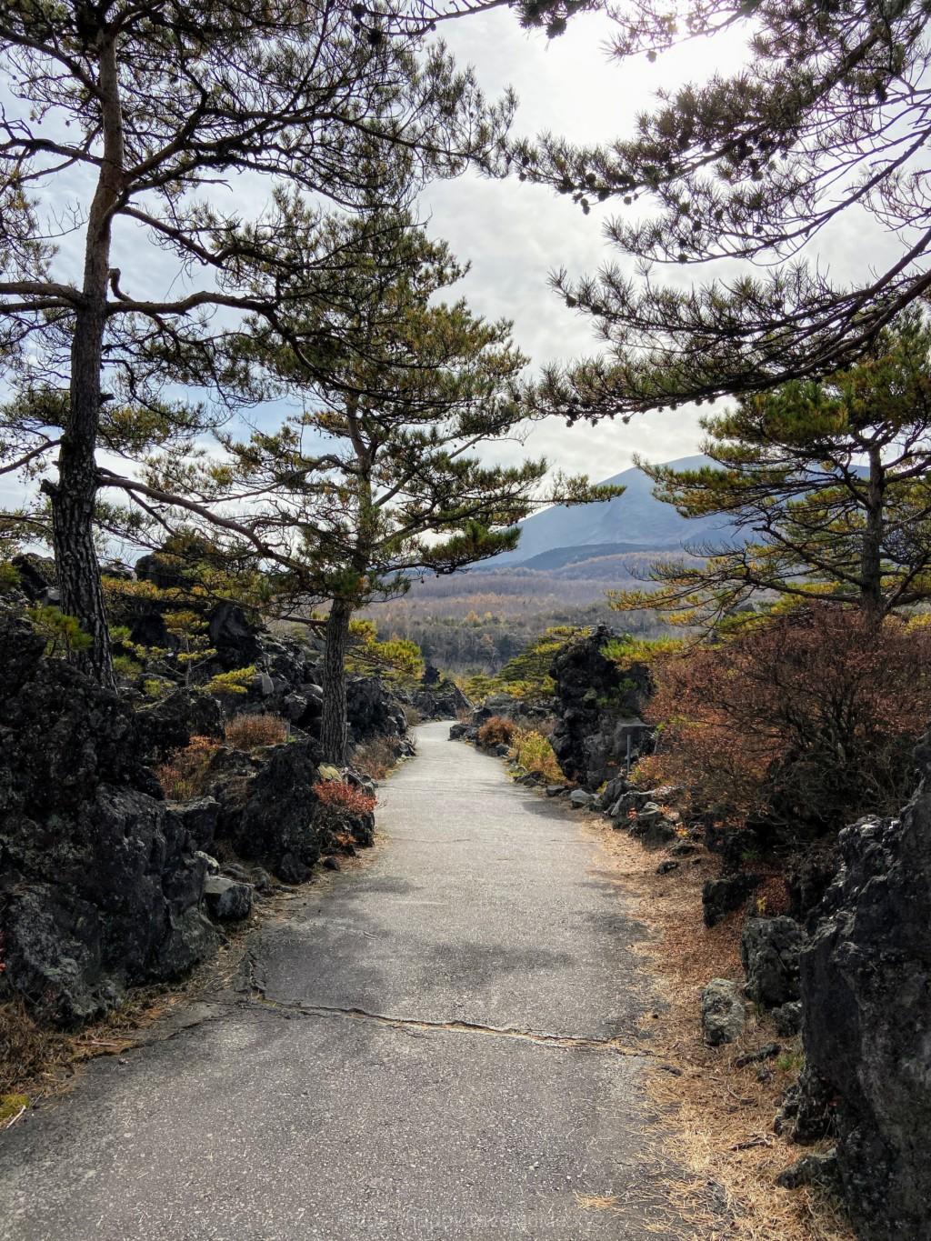 鬼押し出し園 植物
