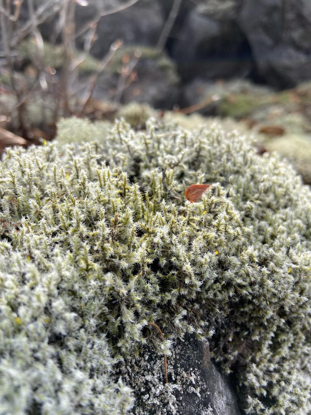 鬼押し出し園 植物