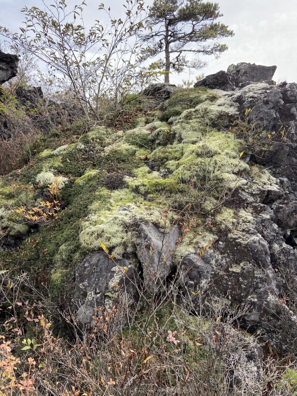 鬼押し出し園 植物