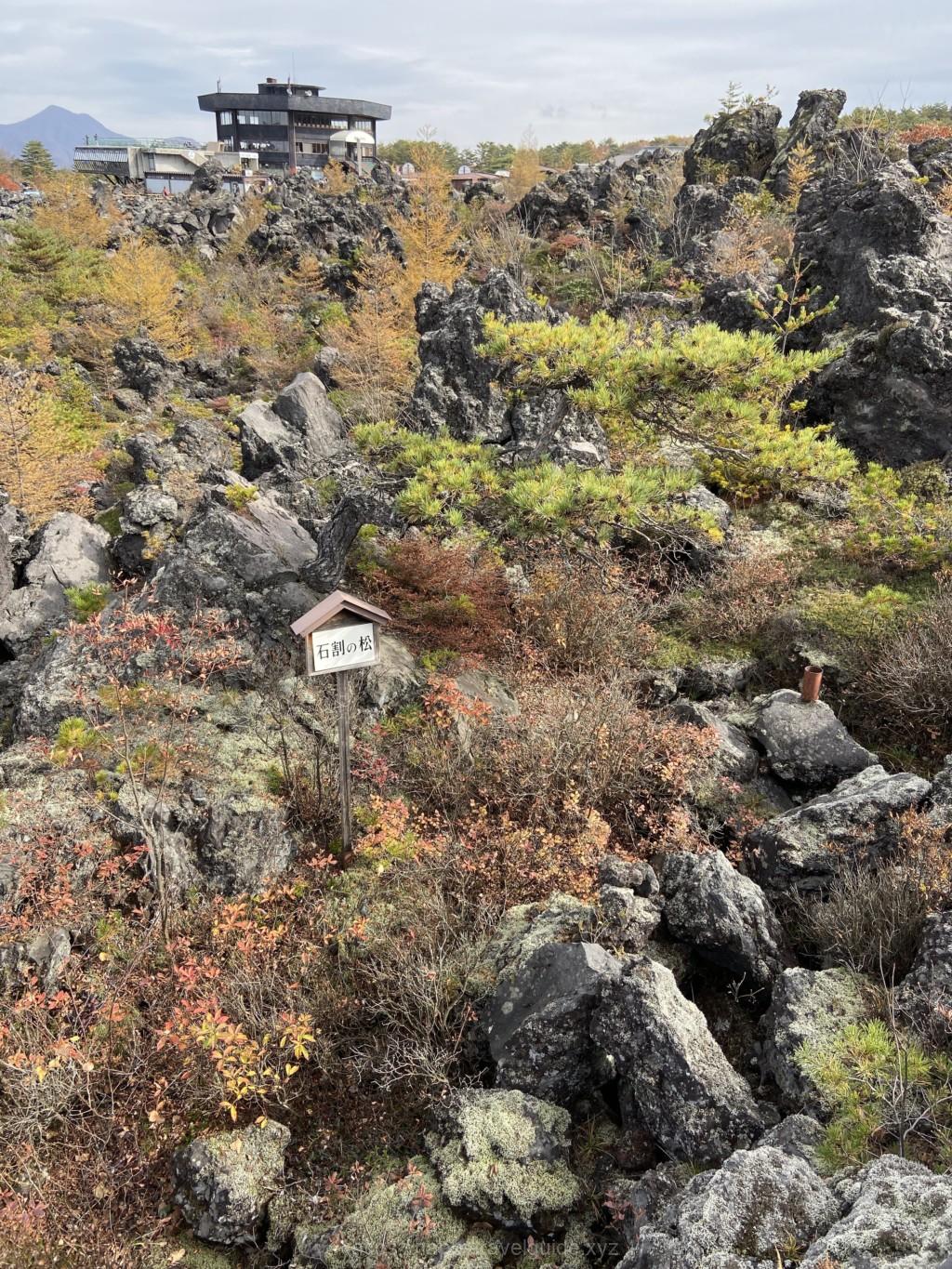 鬼押し出し園 植物