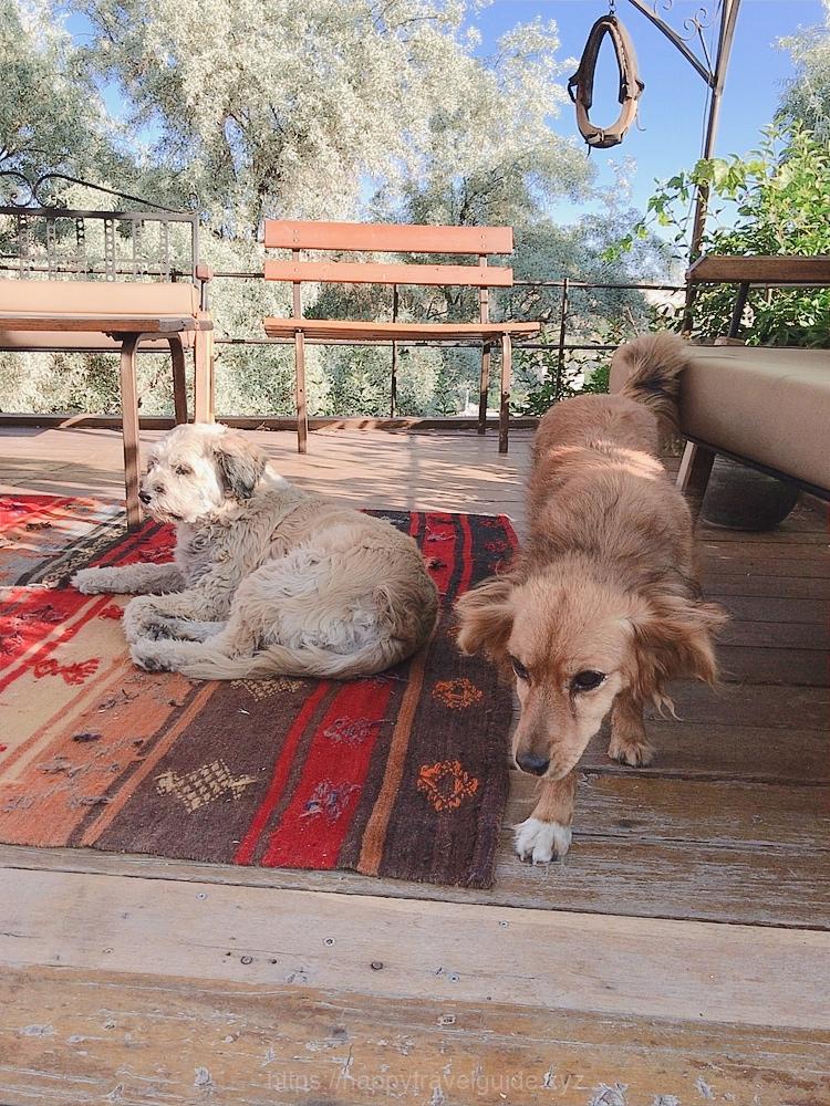 ホテルの看板犬