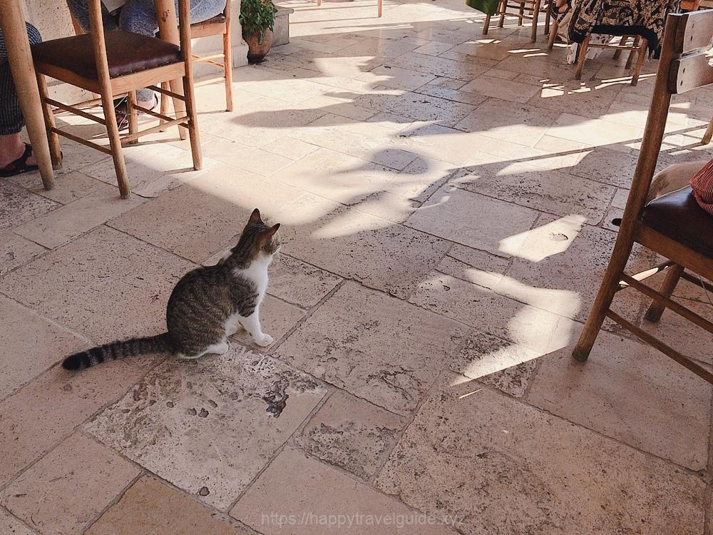 カッパドキアは猫が多い