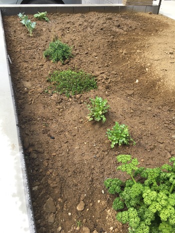 庭に野菜を植える